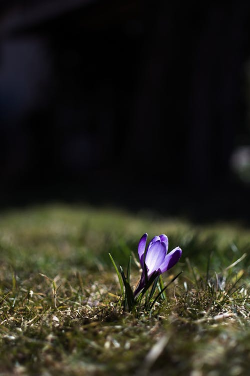 Purple Flower on the Grass
