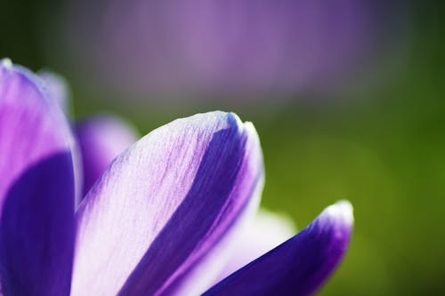 Foto profissional grátis de broto, fechar-se, flor lilás