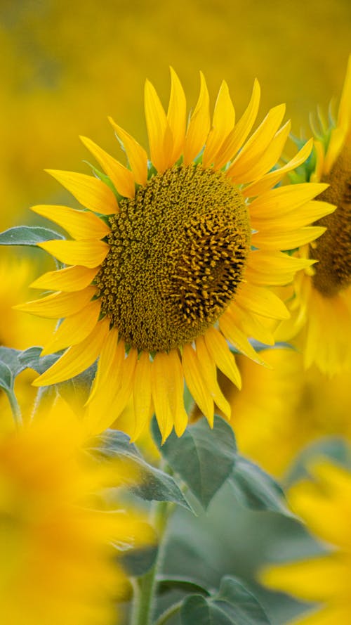 Yellow Sunflower in Close Up Photography