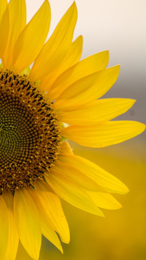 Free Vivid close-up of a sunflower showcasing its intricate stamen and vibrant yellow petals. Stock Photo