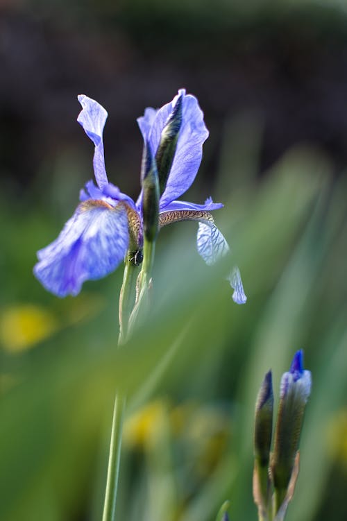 Kostnadsfri bild av blomfotografi, blomma, flora