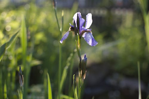 Free Purple Iris Bumblebutt Stock Photo