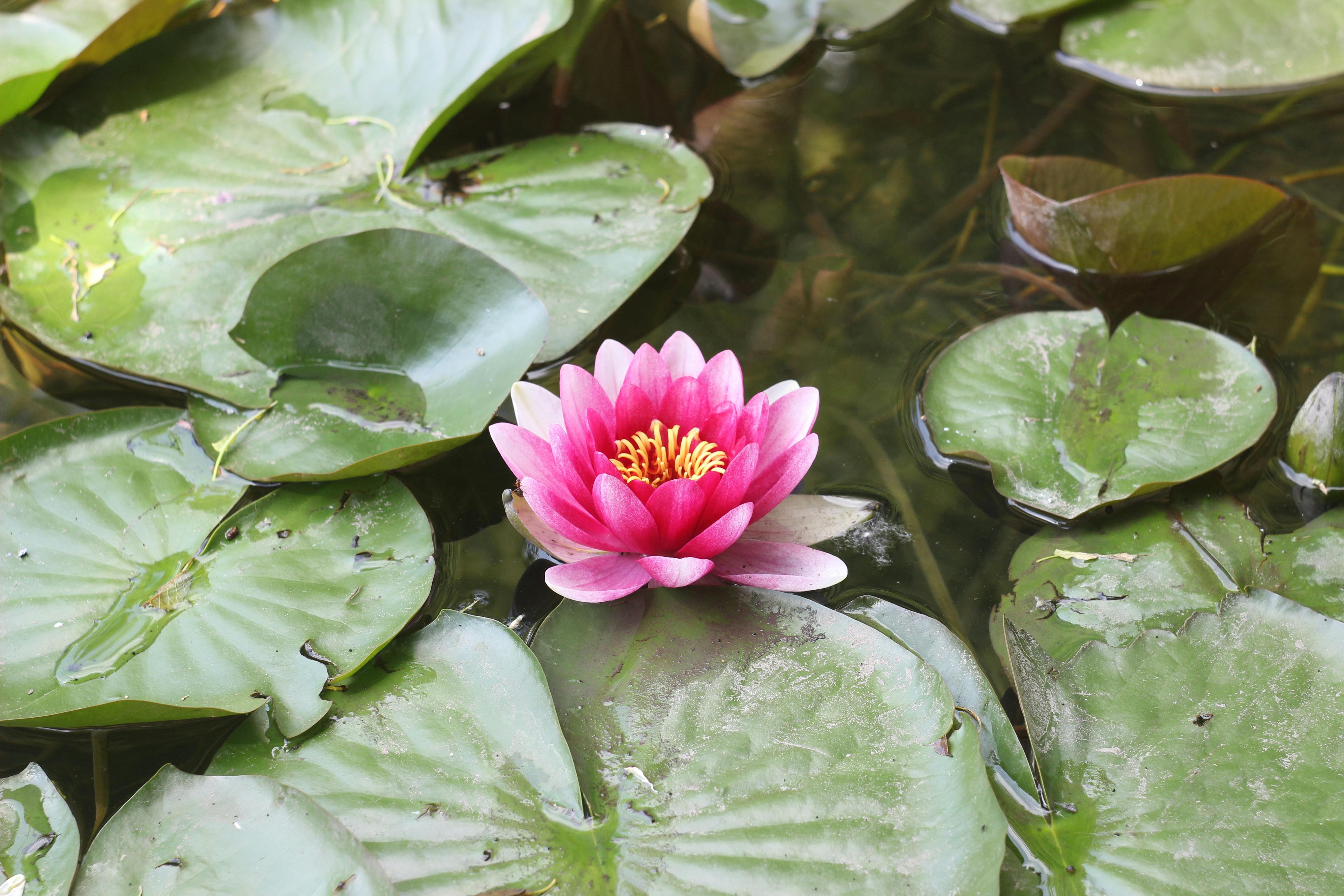 A vibrant pink water lily in full bloom surrounded by green leaves on a tranquil pond.