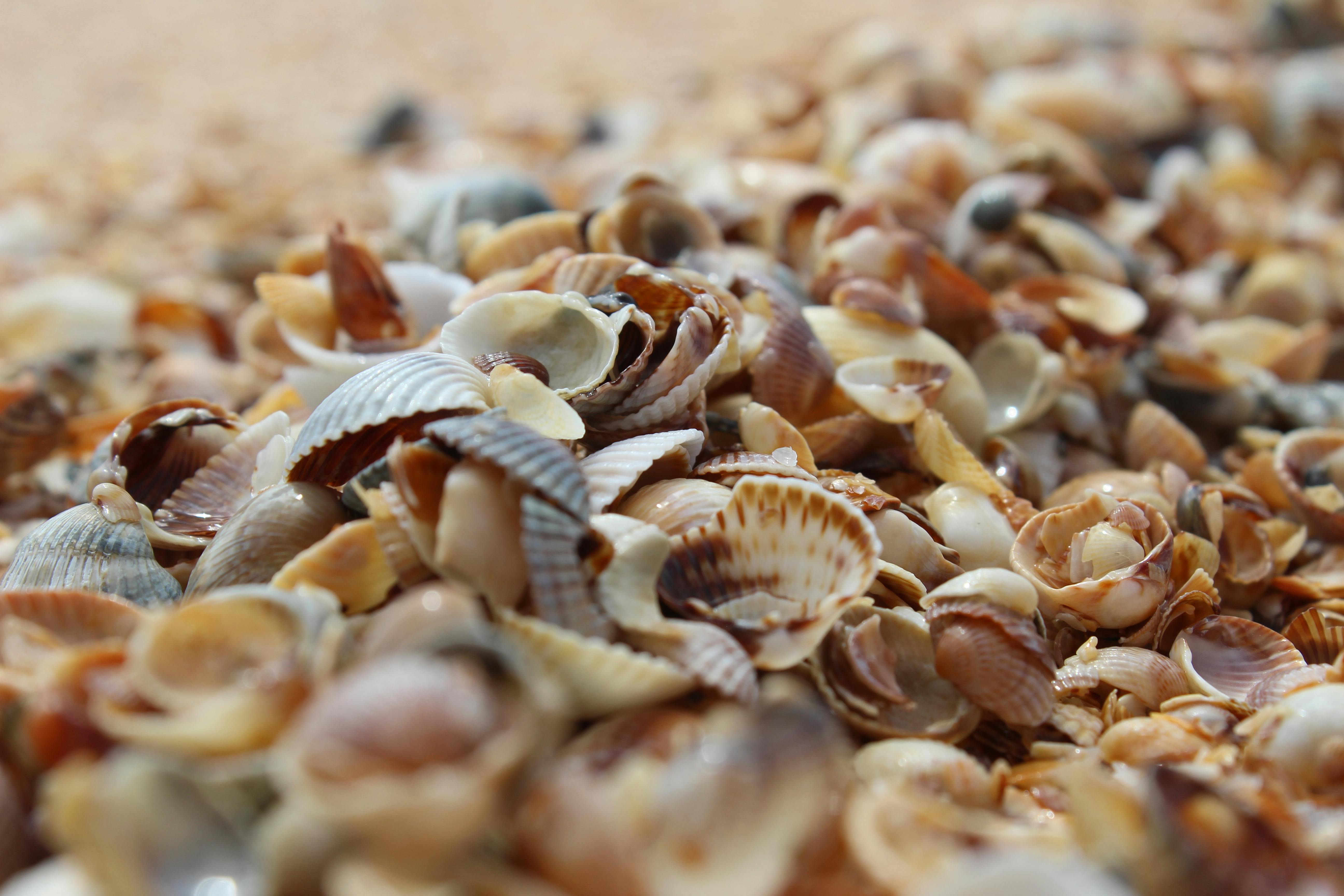 Close Up Shot of Seashells · Free Stock Photo