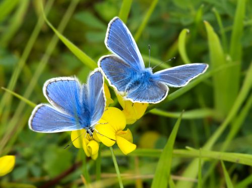 Free Two common blue butterflies perched on vibrant yellow flowers, showcasing nature's beauty. Stock Photo