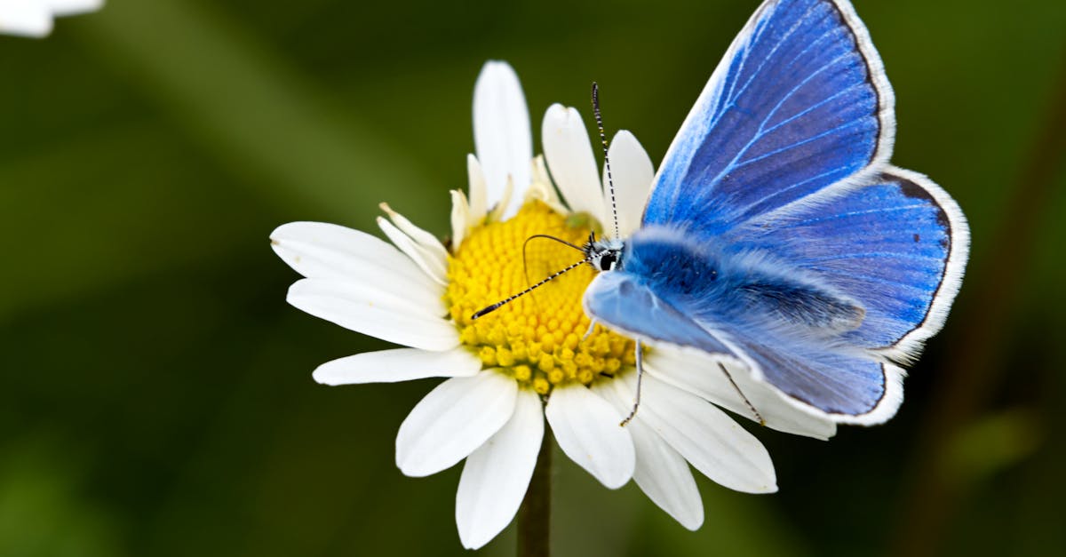 How to butterfly click superfast