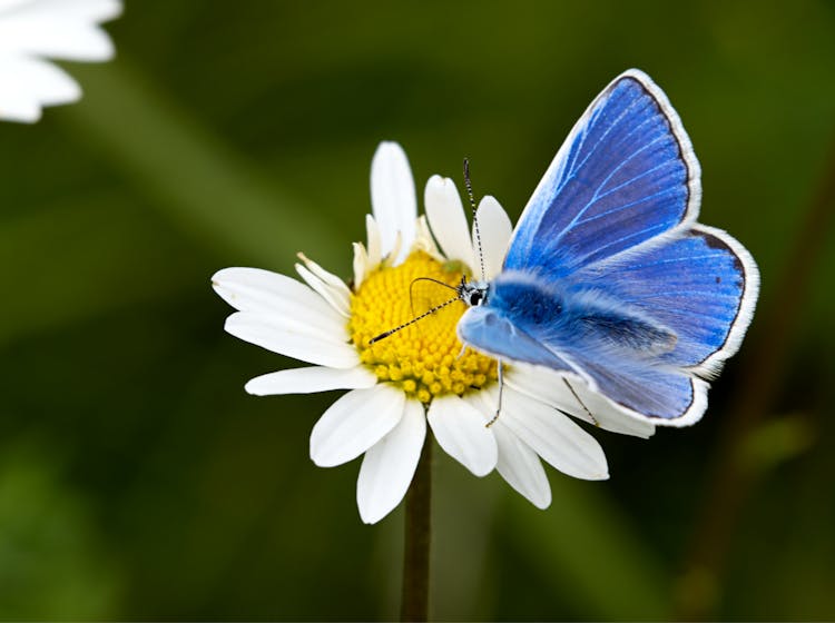 A Common Blue Butterfly On A Flower