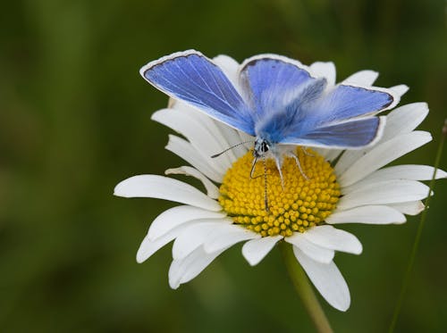 Close Up Photo of Blue Butterfly on White Flower