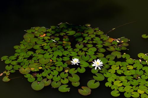 Free Peaceful pond scene with lily pads and blooming white lotus flowers, reflecting tranquility. Stock Photo