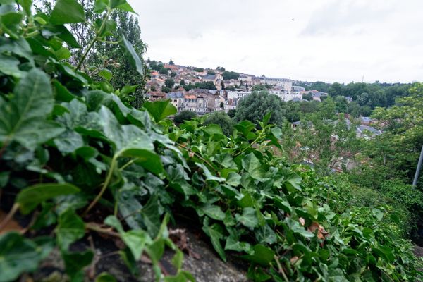 Invasion végétale