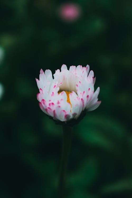 Free Blooming White Flower in Close Up Photography Stock Photo