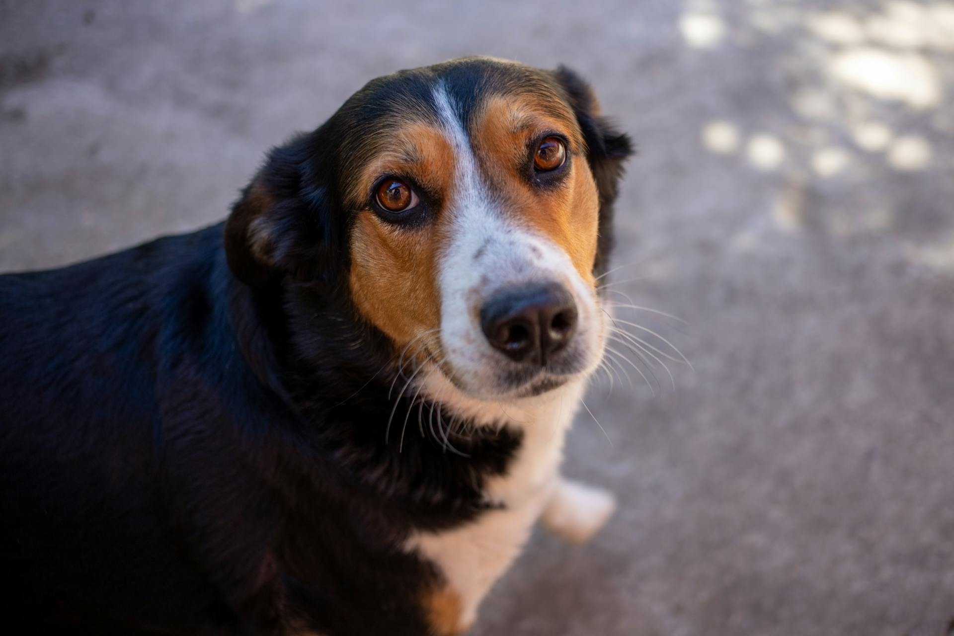 High Angle Shot of New Zealand Heading Dog