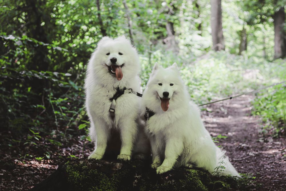 Dogs with visible leashes on a wooded trail