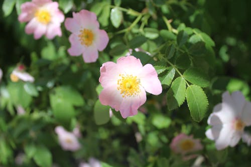 Foto stok gratis berkembang, bunga-bunga merah muda, flora
