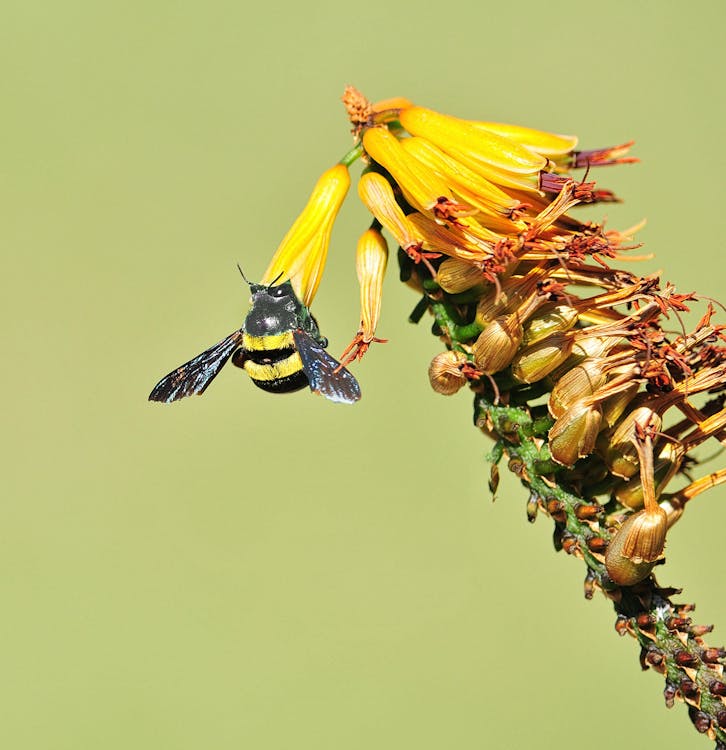 bezplatná Základová fotografie zdarma na téma nektar, včela, včela a květina Základová fotografie