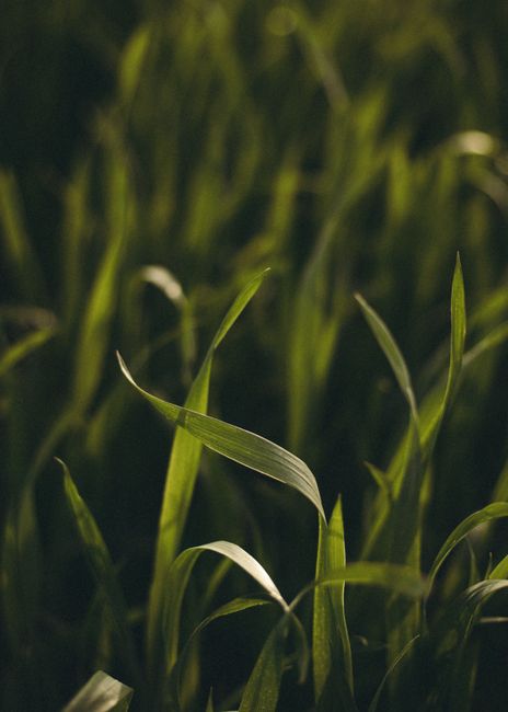 Detailed view of lush green grass blades under natural light.