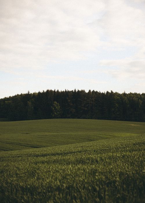 Free A tranquil countryside field with lush grass under an open sky, bordered by a dense forest. Stock Photo