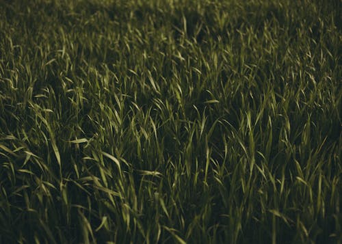 Close Up Photo of Green Grass