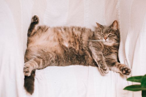 Free A fluffy tabby cat relaxing on a white armchair, showcasing a peaceful lifestyle. Stock Photo