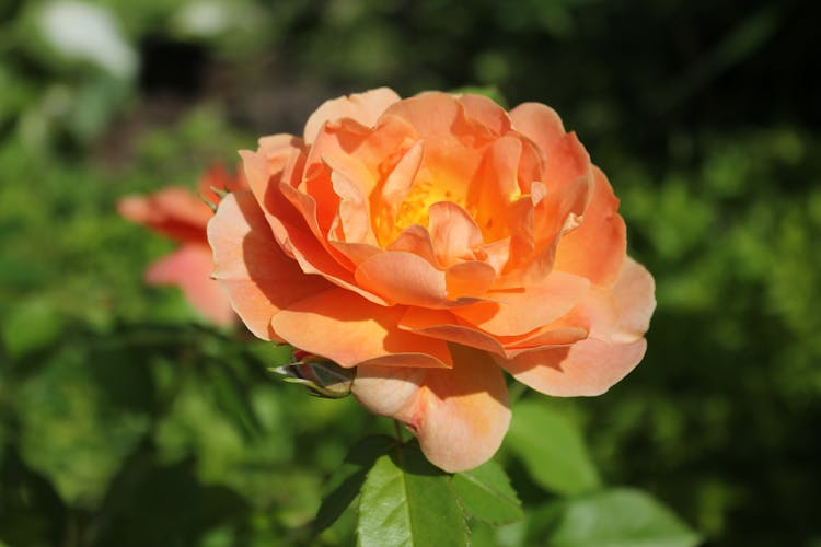 Close-Up Photo Of A Pat Austin Flower