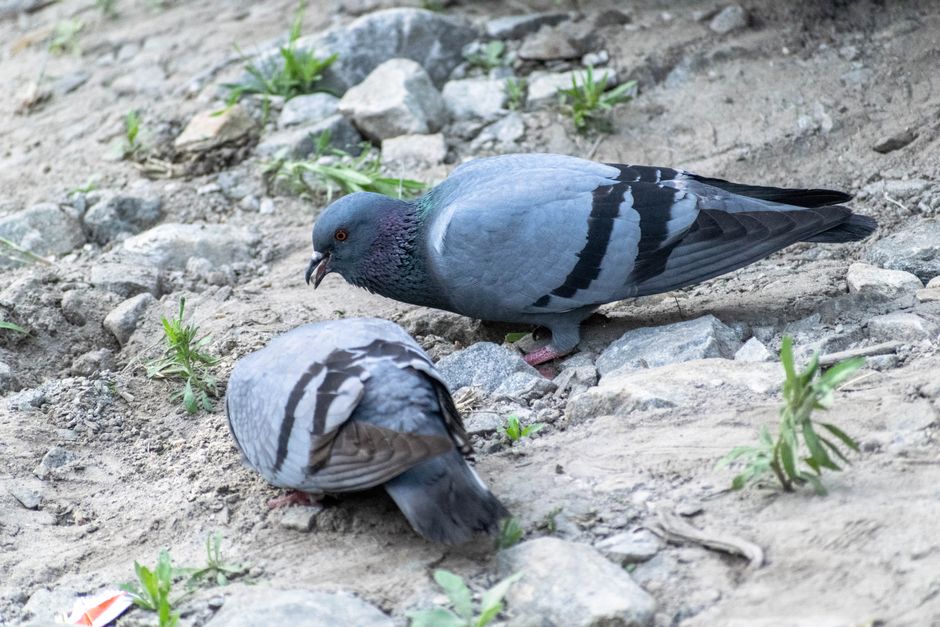 Two pigeons foraging on rocky terrain showcasing avian interaction and urban wildlife.