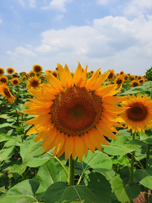免費 向日葵, 垂直拍攝, 植物群 的 免費圖庫相片 圖庫相片