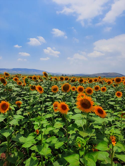 Photo of Sunflower Field