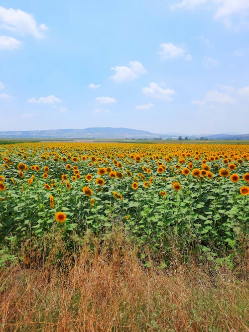 Sunflower Field Under Blue Sky