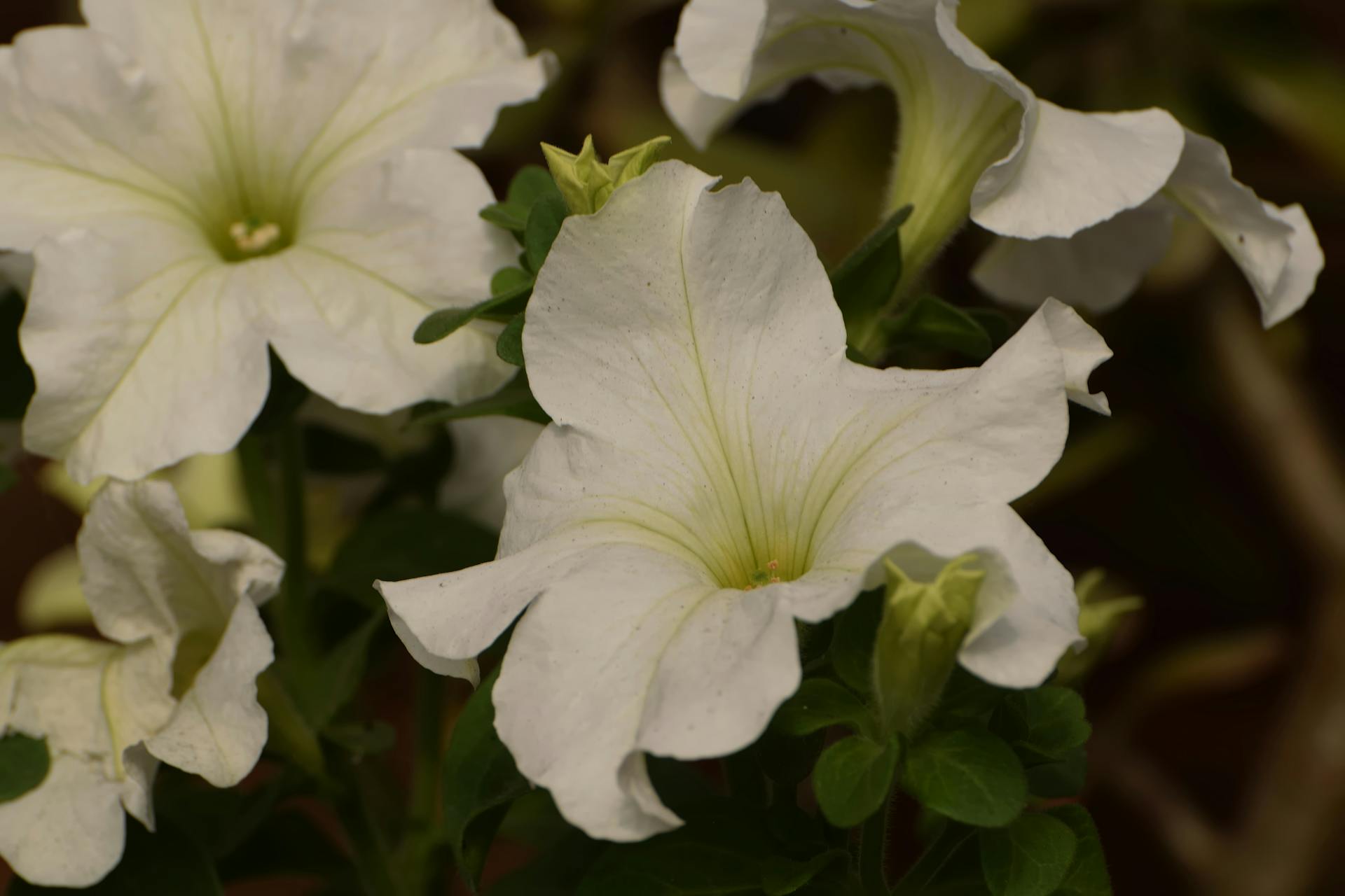 Close Up Photo of White Flowers