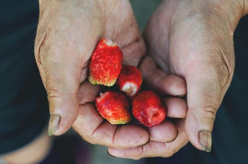 Free Hands holding freshly picked strawberries with earthy tones and rustic feel. Stock Photo