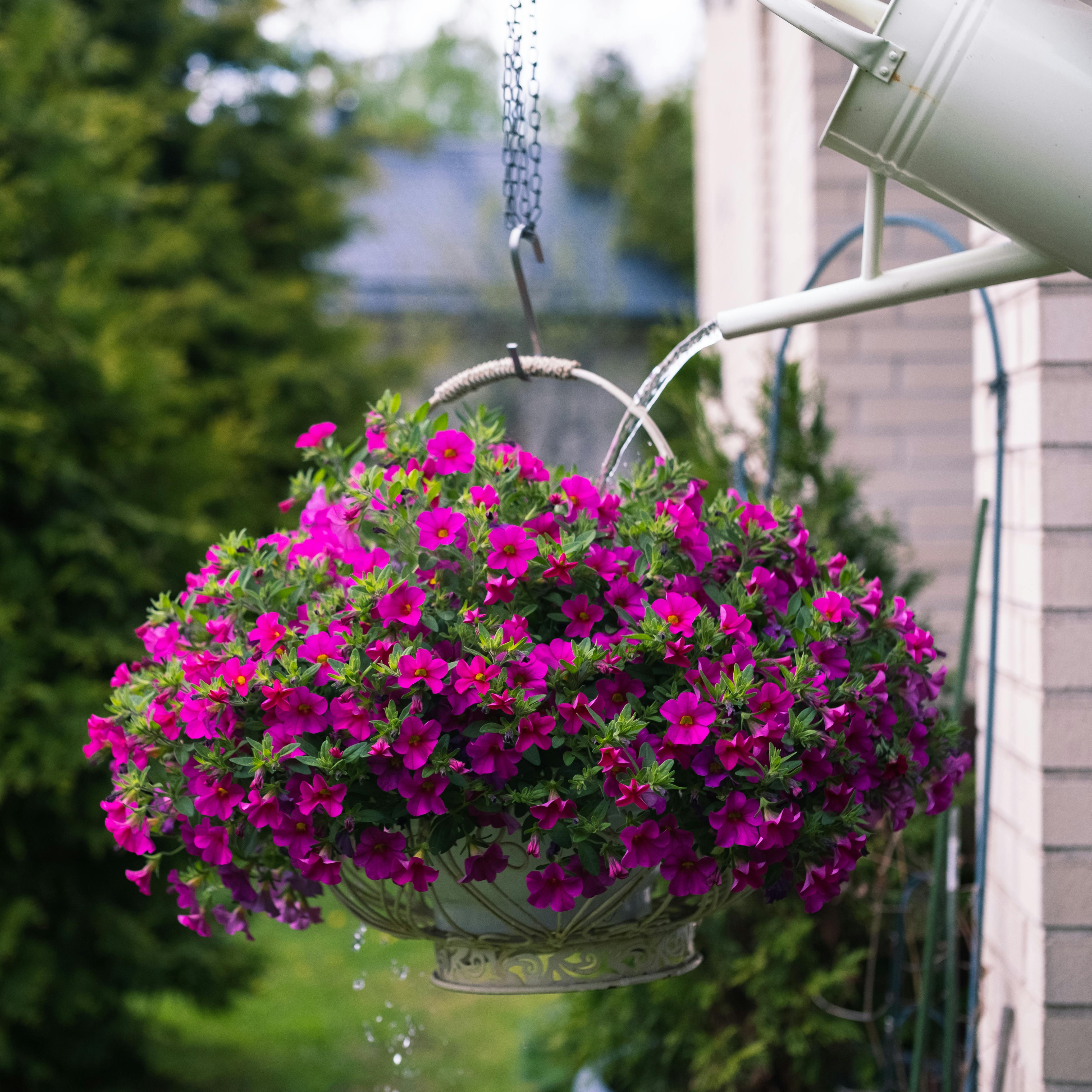 Getting Your Petunias to Re-bloom All Summer: Pinching, Feeding, and Watering for Non-Stop Color