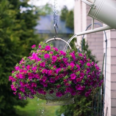 Hanging basket of petunias — photo by Konna Jpg on Pexels
