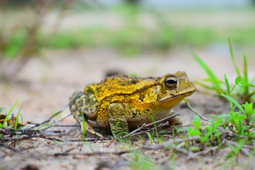Detailed image of a yellow toad on the ground surrounded by greenery, showcasing its textured skin.