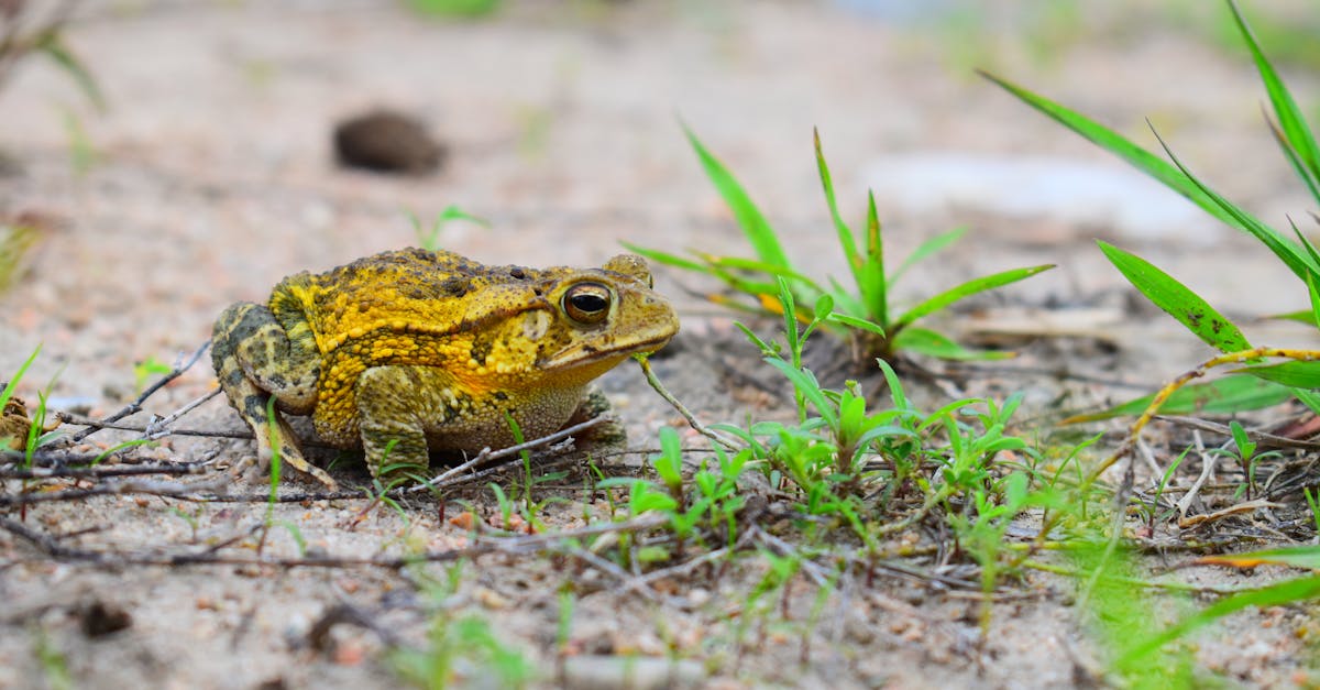 How to draw a frog easy video