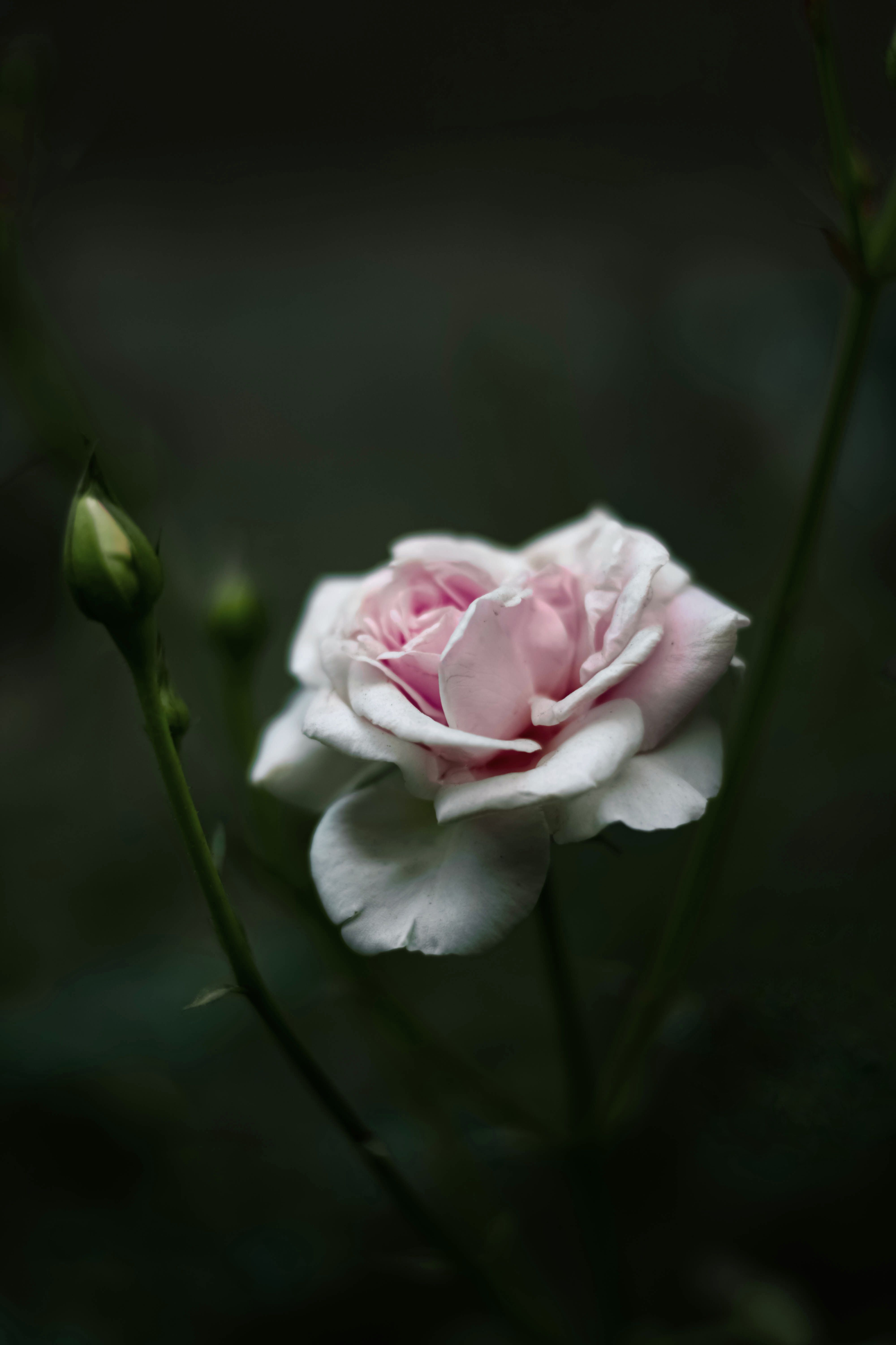 Pink Rose in Bloom · Free Stock Photo