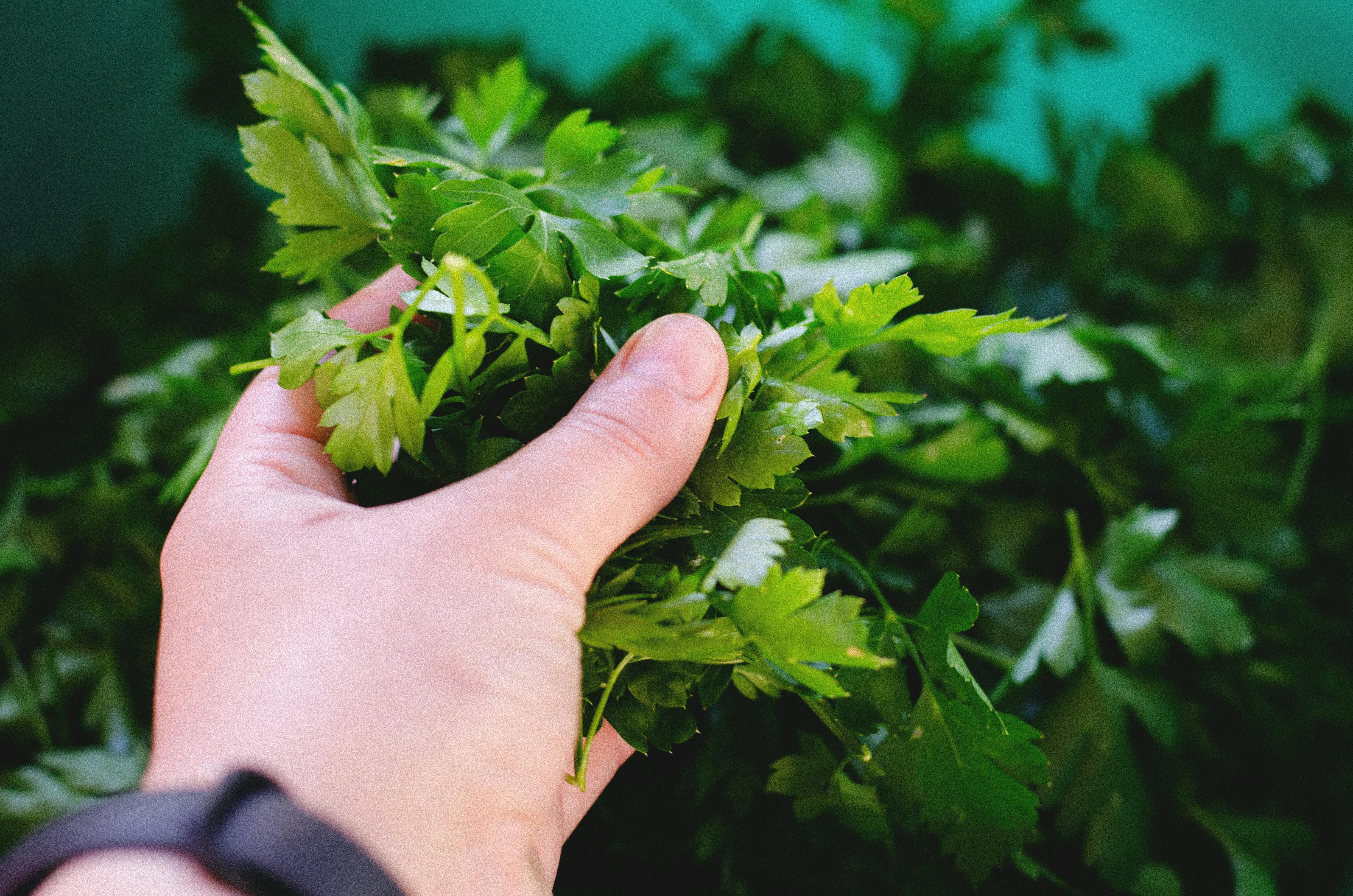 Fresh parsley held in a hand, showcasing vibrant green leaves.
