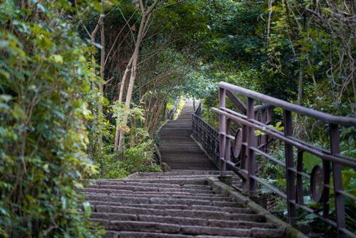 Free A serene hiking trail through lush green trees featuring stone steps and metal railings. Stock Photo