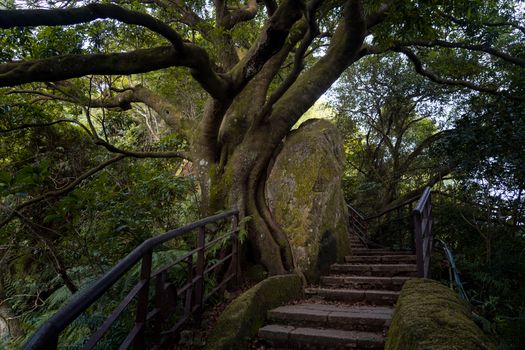 Concrete Stairs Beside the Mossy Tree