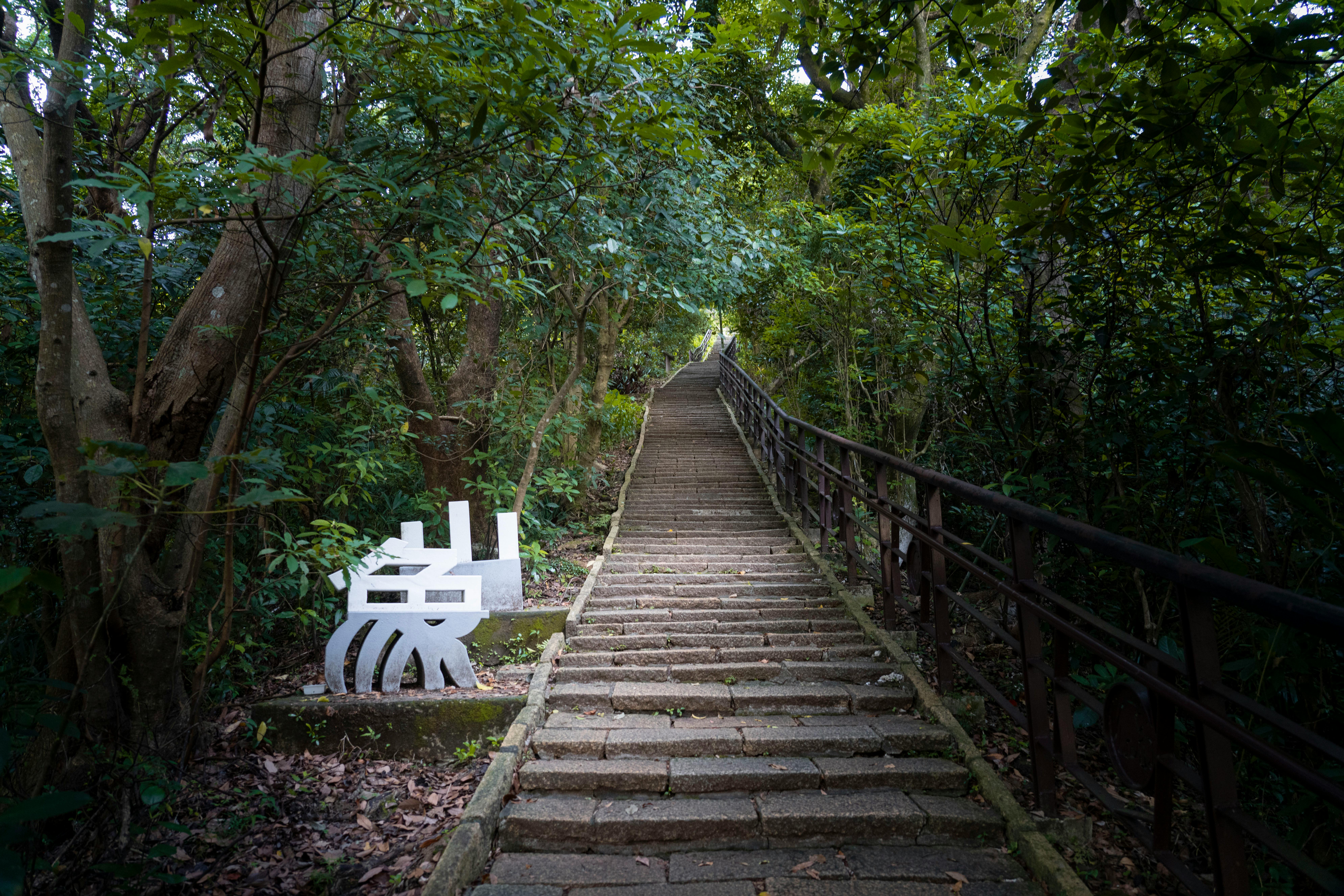 Experience a tranquil forest path with dense shade and smooth surfaces.