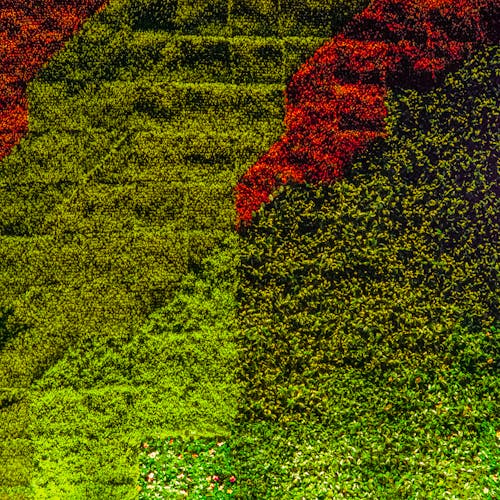 Бесплатное стоковое фото с вертикальный выстрел, газон, зеленый