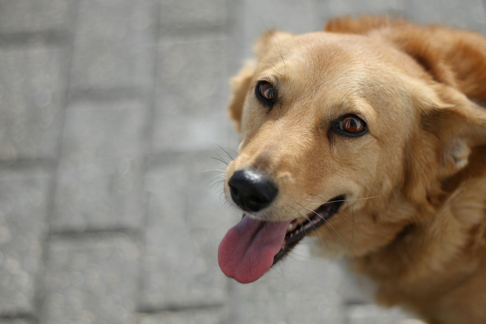 Close-Up Shot of a Dog