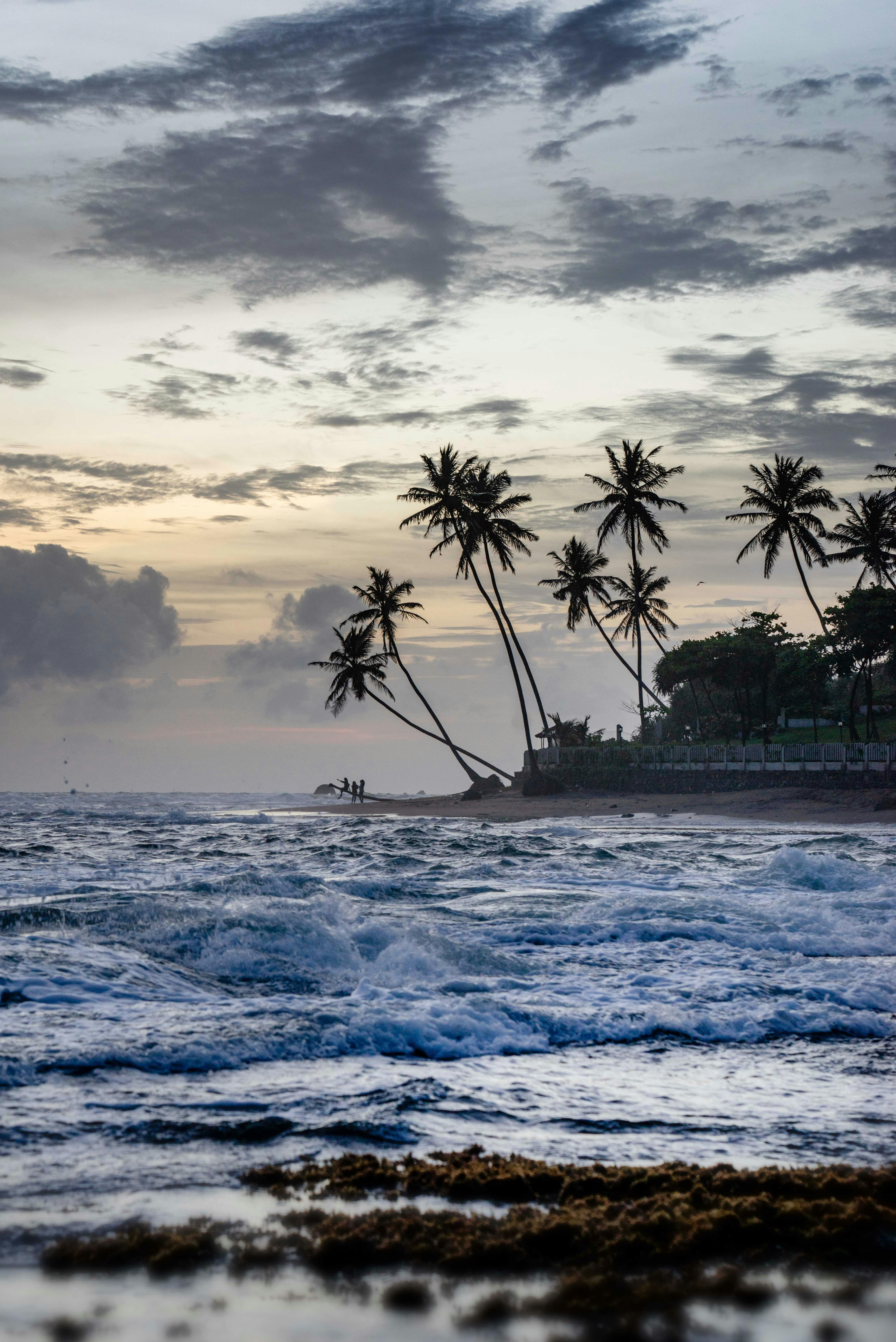 Coconut Trees Near Beach Shore · Free Stock Photo