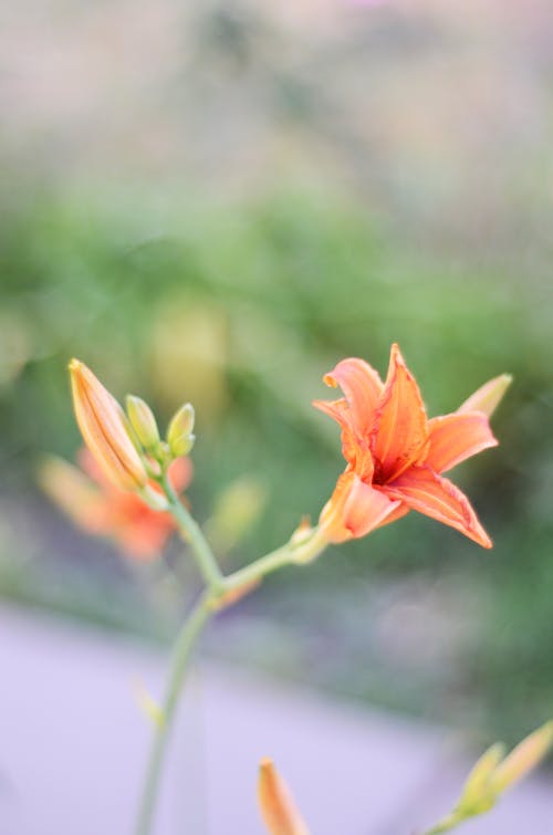 Immagine gratuita di avvicinamento, bocciolo, fiore arancione