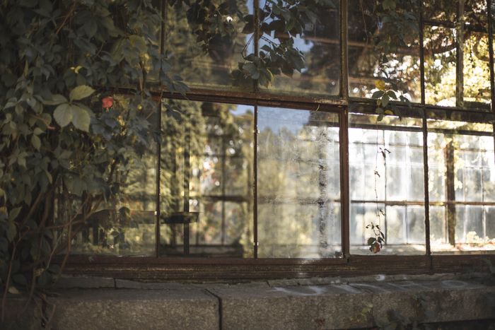 Old glass greenhouse facade covered with climbing plants — Volodymyr on Pexels