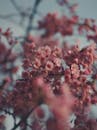 Pink Cherry Blossoms in Close-Up Photography