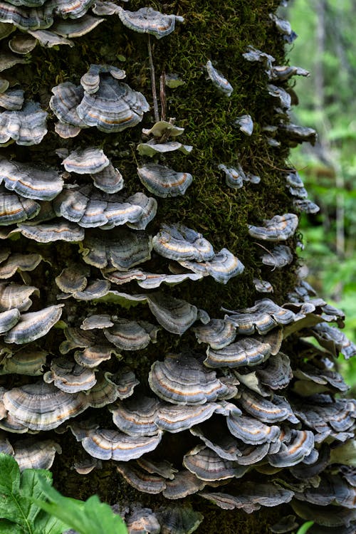 Photograph of Mushrooms Growing