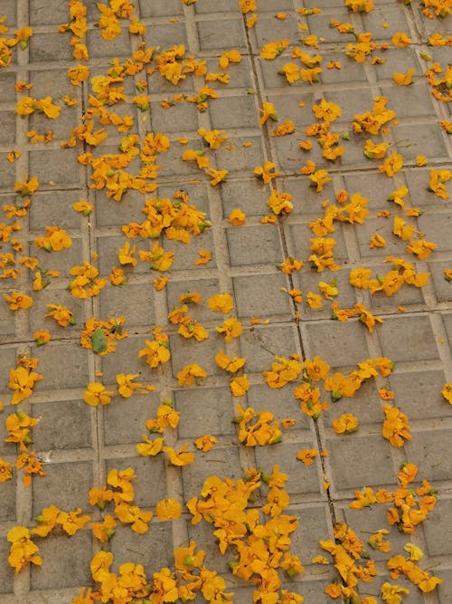 altın, çekilmiş, Çiçekler içeren Ücretsiz stok fotoğraf