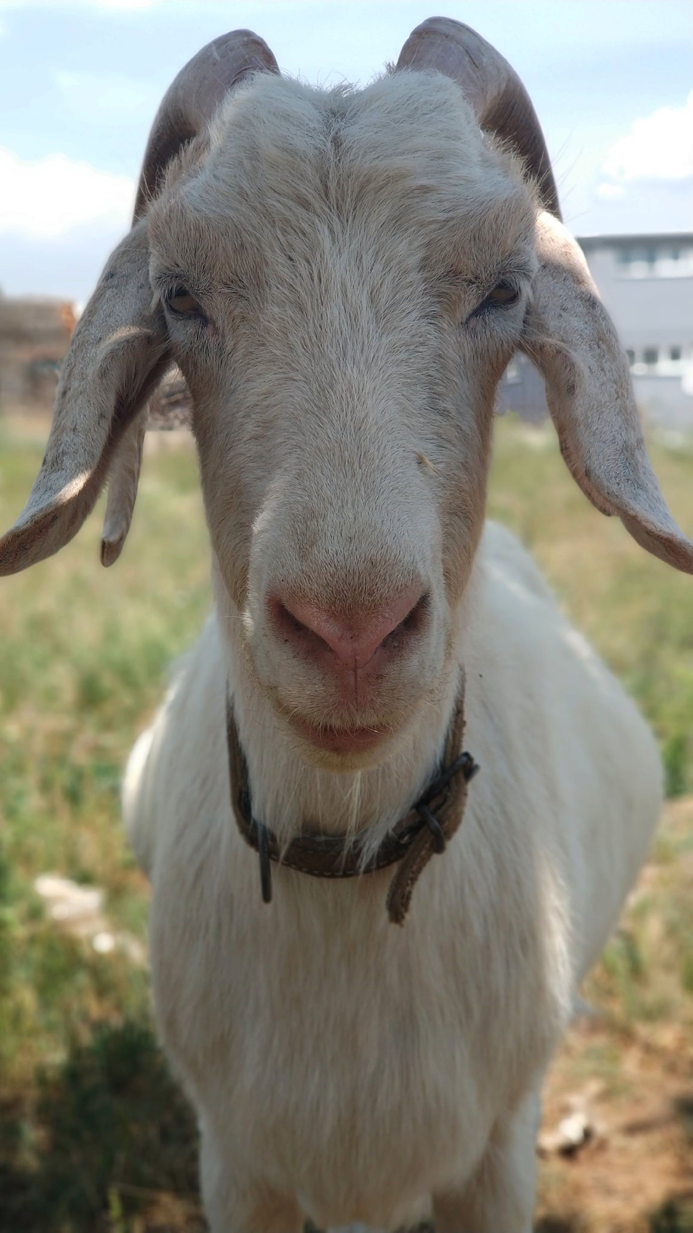 Pygmay Animals A Close-up Shot of an American Pygmy · Free Stock Photo