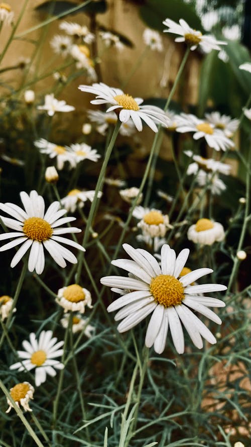 Gratis arkivbilde med blomster, blomsterblad, blomstrer