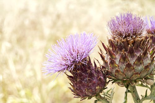 アガベ, 咲く, 紫色の花の無料の写真素材